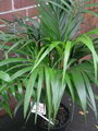 Kentia Palm